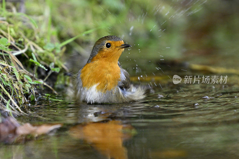 沐浴的知更鸟(Erithacus rubecula)